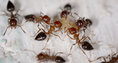 Ant Control & Extermination in Ontario Ant Control & Extermination in Ontario