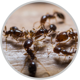 Ant Removal