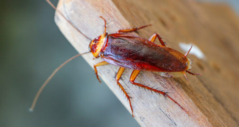 Cockroach Control & Extermination in Ontario