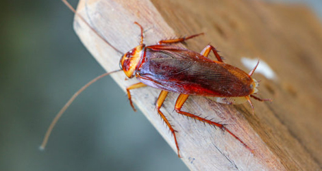 Cockroach Control & Extermination in Ontario Cockroach Control & Extermination in Ontario