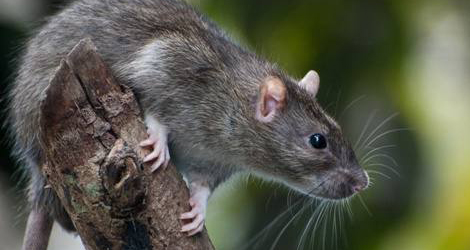 Rat & Mice Control in Ontario