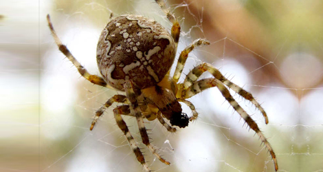 Spider Control & Extermination in Ontario