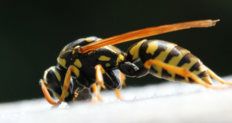 Wasp Control & Removal in Ontario