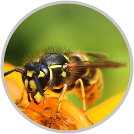 Wasp Removal