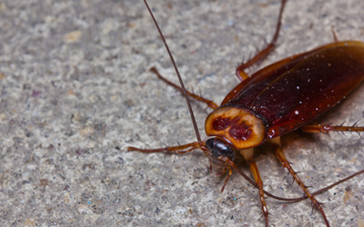 4 Smart Tips To Keep Your Home Pest Free In Winter