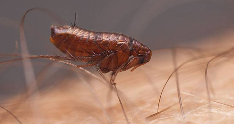Flea Extermination Services in Ontario Flea Extermination Services in Ontario