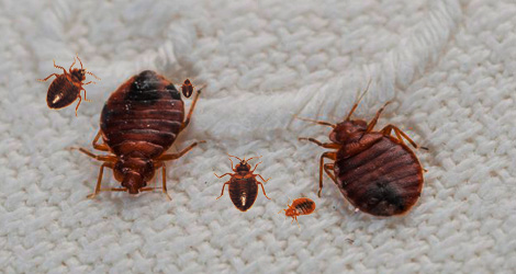 Bed bugs